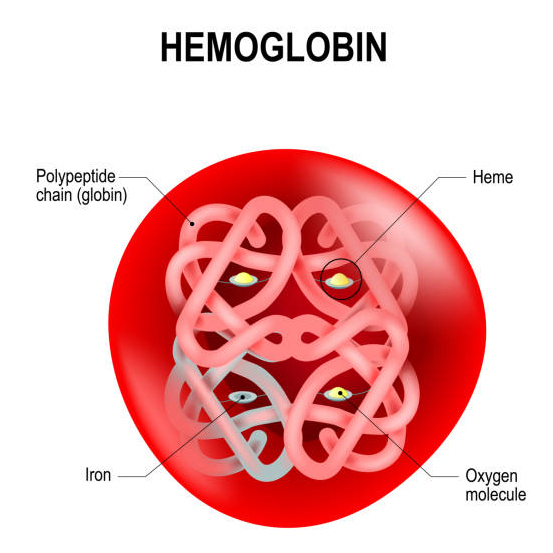 Blood Cell Oxygenation & OPHORA Water